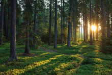 Italy, Trentino, Sun with sunbeams in forest at sunrise