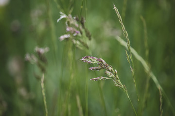 Grass Wild Oats