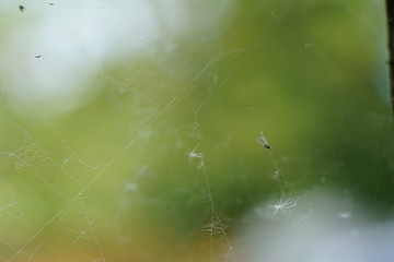 spyder web, and catched insects