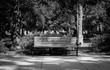 © Jazmine - Black and white park bench