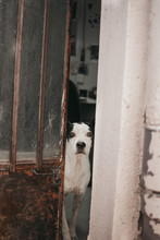 Adult Sad Cute Purebred Dog Standing In Old House And Looking At Street Through Opened House Door