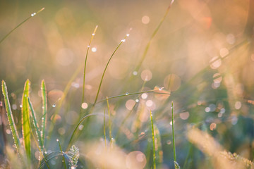 Beautiful background with morning dew on grass close