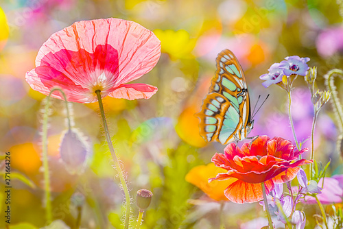 summer meadow with red poppies and butterfly