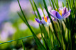 © Mint Images - Close up of pale purple crocuses with bright yellow stamens and green grass-like leaves.