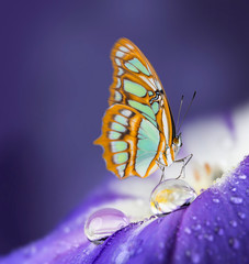  flower petal with drops and butterfly