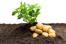 Potato Sprouts With Baby Bulbs In Soil Isolated On White. Concept Of Huge Harvest.