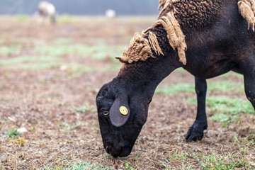 Poster - herd of sheep