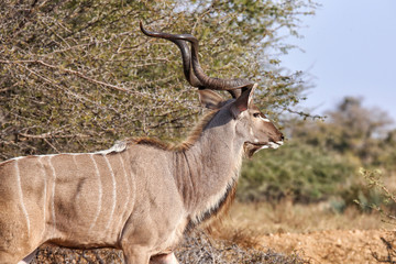 Kudu