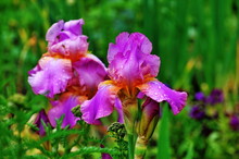 Pink Flowers Of An Iris