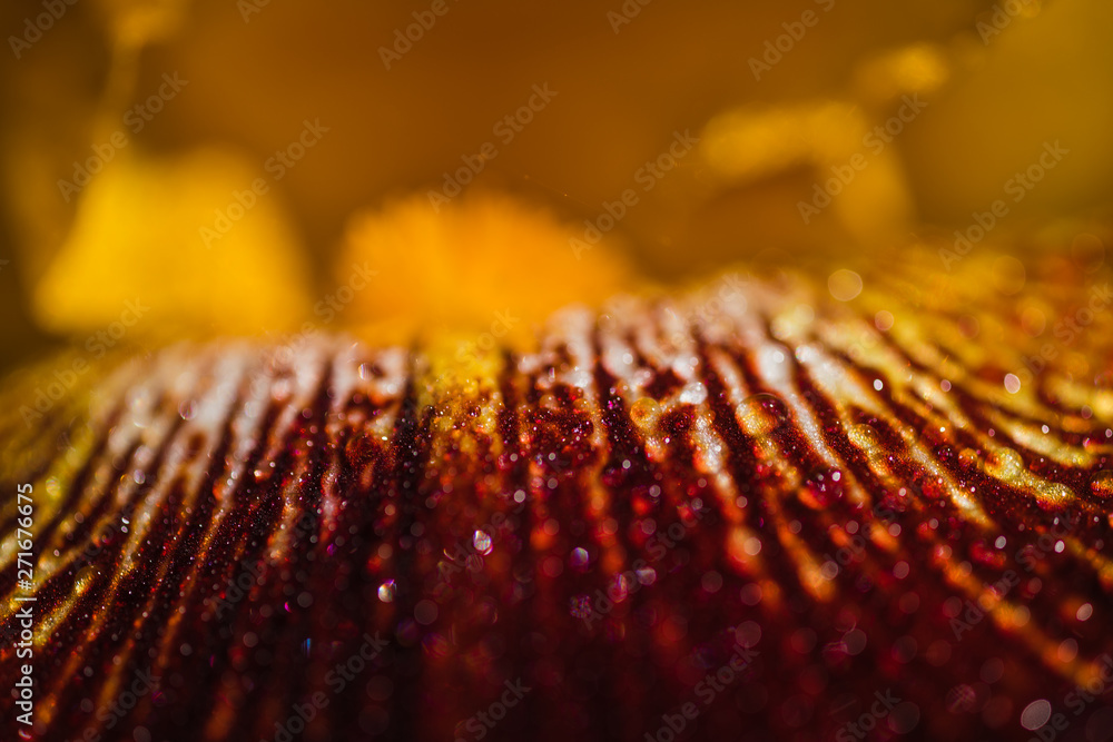 Macro Photo of Hemerocallis - Nob Hill, Flower. Background Macro View Inside The Flower. Natural Forms and Macro Natural Background.