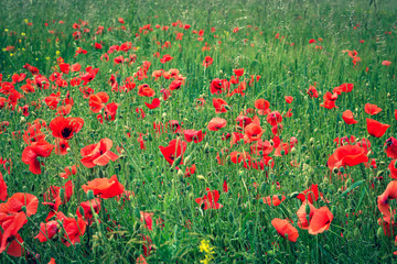 Wall Mural - Red poppies blooming in the field