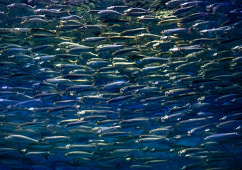 A school of sardines swim in the deep blue sea Pacific Ocean, off the coast of the Monterey Bay of central California. 