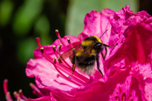 Bumble Bee On A Rhododendron Flower