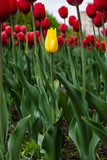Fototapeta Tulipany - One yellow tulip among many red on a city flowerbed, against a blurred background of trees and a building.