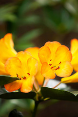 Wall Mural - Picturesque of orange Rhododendron flowers in springtime.