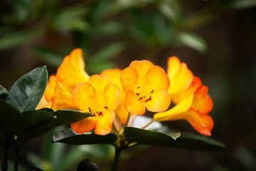 Poster - Blooming orange Rhododendron flowers in springtime.