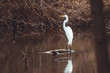 Great egret standing on log in shallow water