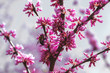 Eastern Redbud tree with pink blossoms and bee in spring