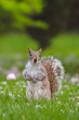 Gray squirrel standing up in grass