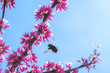 Redbud tree with pink blossoms and bee in spring