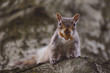 Cute squirrel holding peanut while hanging on tree trunk