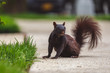Black squirrel standing on sidewalk