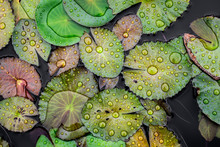 Water Drops On The Lotus Leaf