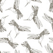 Vector seamless pattern with colibri.