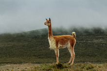 Lonely Vicuna In The Moor Under The Gray Haze