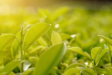 Creative green leaves with abstract background