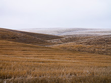 Palouse Hills Yelow Grass Wavy Curved Lines And Patterns Washington State