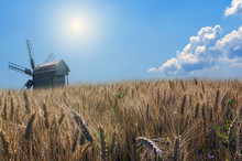 Panorama Working Windmills. Agriculture Wheat Crop Field Summer Landscape