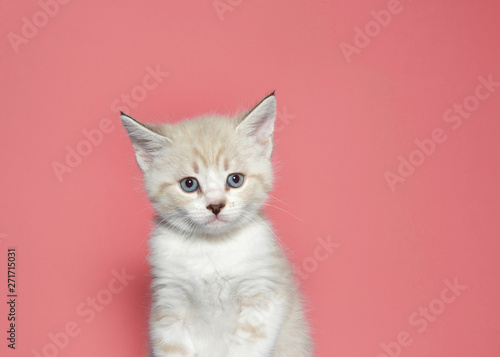 Portrait Of A Cream Colored Muted Tabby Kitten Looking At Viewer With Skeptical Expression Pink Background Stock Photo Adobe Stock