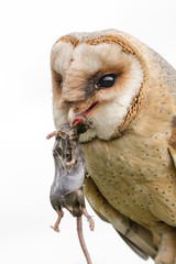 Poster - A close up image of a melanistic barn owl with a mouse in its beak. Isolated against a white background