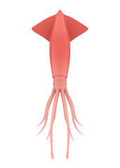 Wall Mural - Squid Animal Isolated