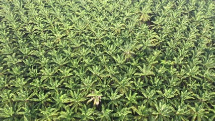 Wall Mural - Palm oil plantation aerial footage 