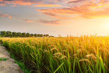 Ripe Rice Field And Sky Background At Sunset Time With Sun Rays
