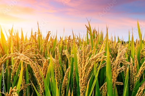 Fotomural Ripe rice field and sky background at sunset time with sun rays