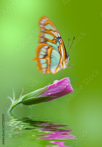 pink flower with water drops and thirsty butterfly