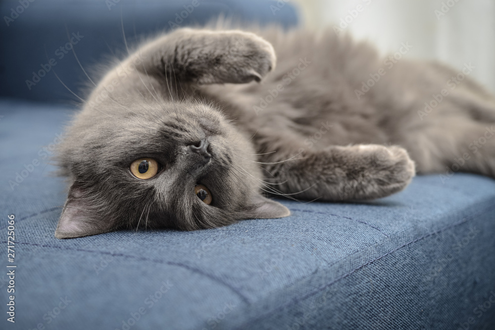 Gray cat Nebelung cat is lying on the sofa at home. - obrazy, fototapety, plakaty 