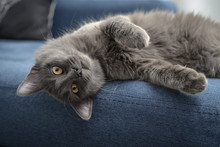 Gray Cat Nebelung Cat Is Lying On The Sofa At Home.