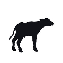 Black Silhouette Of Little African Buffalo On White Background. Isolated Calf Icon. Wild Animals Of Africa. Savannah Nature