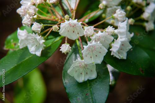 Pennsylvania Mountain Laurel In Bloom State Flower Of Pa Buy This Stock Photo And Explore Similar Images At Adobe Stock Adobe Stock