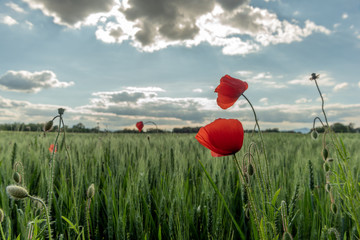 Wall Mural - Coquelicots en fleur au printemps