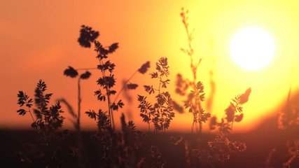 Sticker - Sunset. Plants in the background.