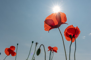 Canvas Print - Coquelicots en fleur au printemps