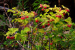 © Dinadesign - Raspberry bush with bright ripe berries