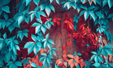 Wall Mural - Natural background framing frame with lush foliage in nature toned blue and orange.