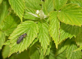 Black beetle sitting on a green raspberry leaf close-up