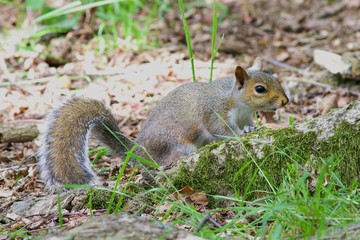 Grey Squirrel hunting for food at the base of a tree.